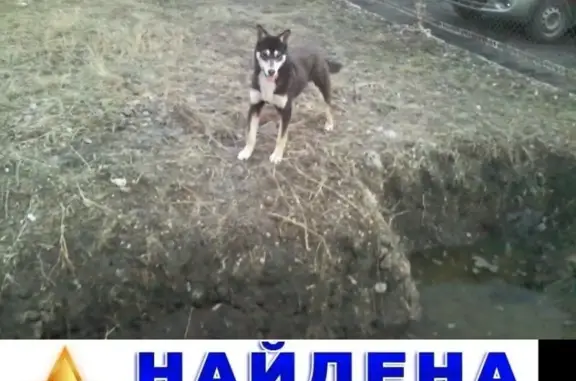 Найдена собака в Новосеверном, Курган