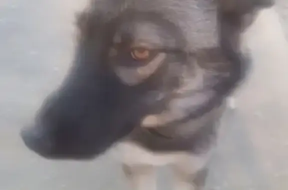 Найдена пушистая собака в Лосино-Петровском