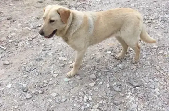 Найдена собака в Севастополе, ищем хозяев!