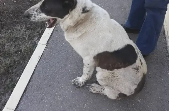Найдена собака в Саратове, ищем хозяев