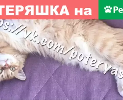 Пропала кошка Буся в Саратове (Чапаева/Посадского)
