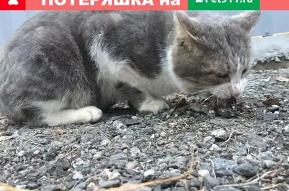 Пропал серый кот на улице Космонавтов, вознаграждение гарантируем!