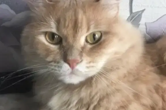 Кошки потеряшки, Набережные Челны, фото: Потеряшка кот Барсик, дом 25/15Н, Набережные Челны