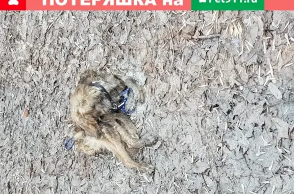 Найдена мертвая собака с ошейником на ул. 60 лет Октября, 17