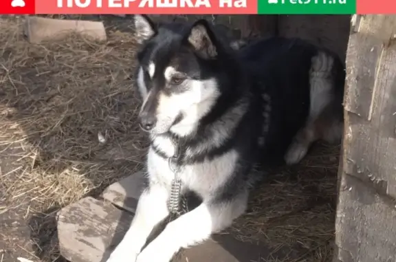 Пропала собака Рэси в ЛО, Пеники, Лангерево