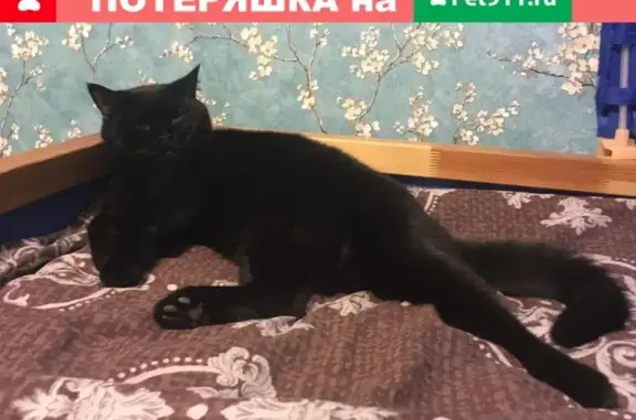 Пропала кошка в Химках, Новогорск, Ивановская улица