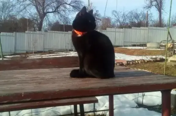 Кошки потеряшки, Смоленск, фото: Потеряшка кот Кокос в поселке Серебрянка