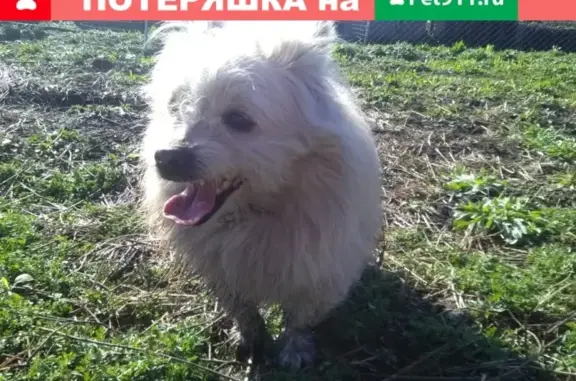 Найдена домашняя собака на трассе Владикавказа https://vk.com/id133314241