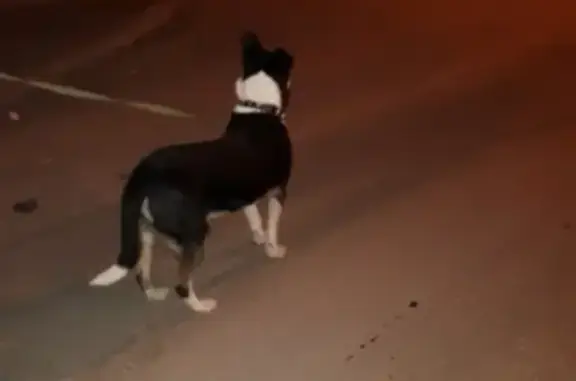 Найдена собака в районе Тайфун, Калуга