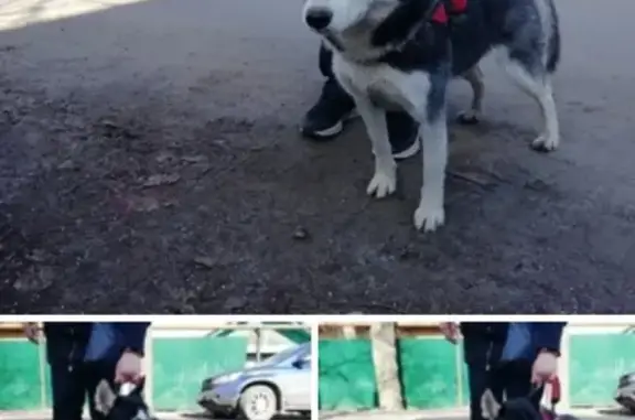 Найдена собака на аэродроме в Гатчине