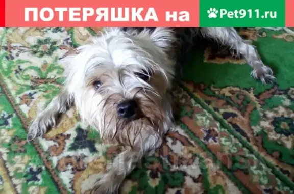 Найдена собака у дома 23 на ул. Широкая в Новосибирске #lostpet