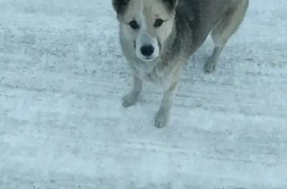 Пропала собака Лиза на 9-ом поселке, Черногорск