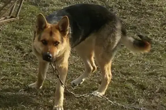 Пропала собака Азау в Урвань, Кабардино-Балкарская Республика