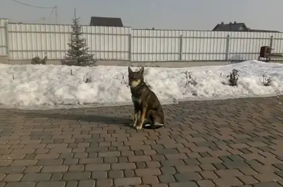 Пропала собака в Белгороде: ошейник, окрас волка, уши стоят, 2.04.2029, 41 мкрн новосадовый.