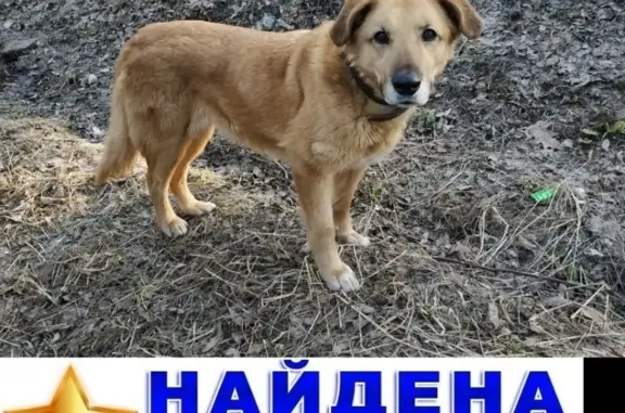 Найдена рыжая собака с ошейником в Пермском крае