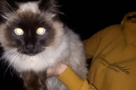 Найдена кошка на Олимпике, Воронеж