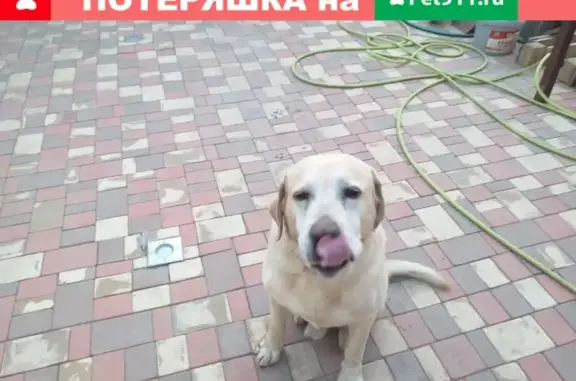 Пропала собака в ст. Динской, ул. Береговая и Кирова