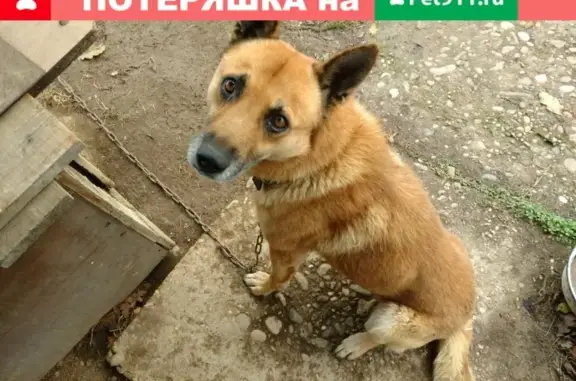 Пропала собака Чарли в Хадыженске, Краснодарский край