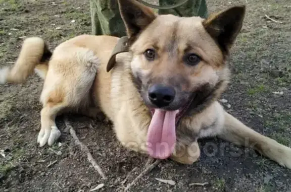 Найдена собака на остановке Бецема в Красногорске