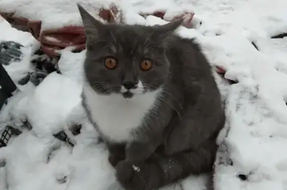 Пропала кошка Мотя в районе Завокзалье, Псков
