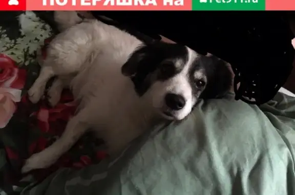 Пропала собака по адресу Вахрушева, Сафоново, без ошейника, кличка 