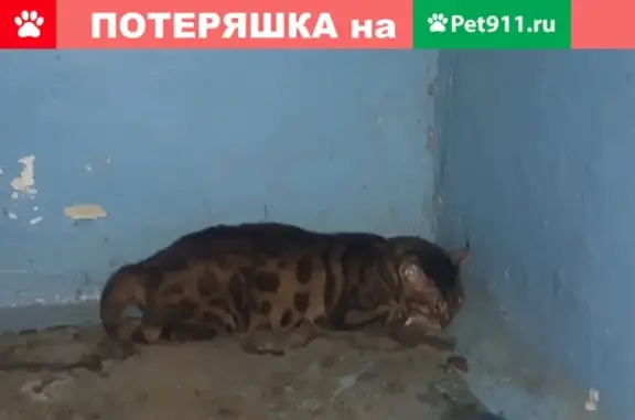 Найдена кошка на Комсомольском пр-те 50, ищем хозяев!