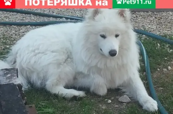 Пропала собака в Ермолино, Калужская область