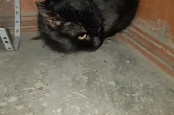 Найдена кошка в Казани #сообщение_в-приют