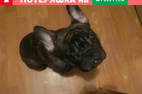 Пропала собака Мая в Костроме