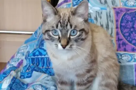 Кошки потеряшки, Киров, фото: Потеряшка кот Гоша, ул. Карла Маркса 140, Киров