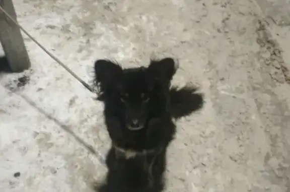 Пропала собака возле ТЦ Рио в Туле