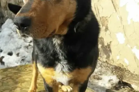 Собаки потеряшки, поселок Тартат, фото: Потеряшка собака в Тартате #пост_подписчика