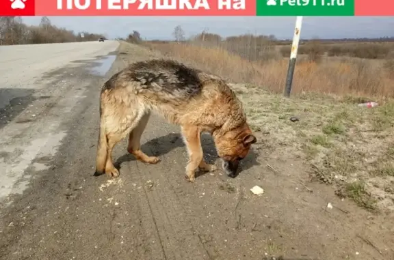 Найдена собака на повороте в Рязани