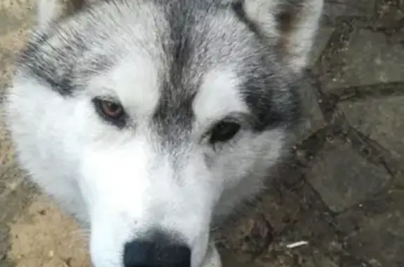 Найдена собака в пос. Леспаркхоза Клязьминский https://vk.com/vandeross