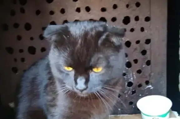 Найден спокойный кот в Железногорске