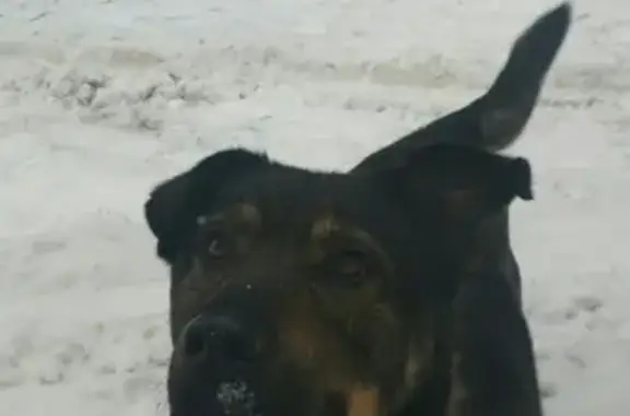 Пропала собака в Купавне, Железнодорожный, Балашиха