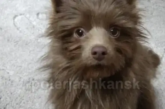 Пропала собака на Московской улице в Октябрьском районе