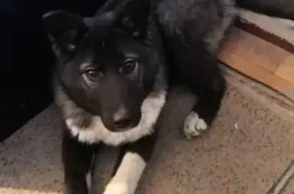 Найдена собака в Ноябрьске с ошейником