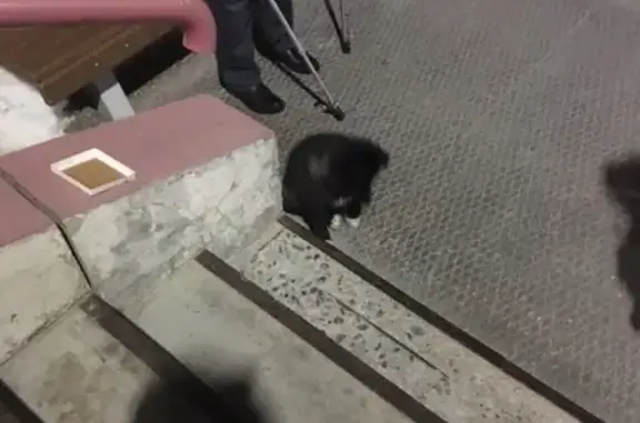 Найден щенок на ул. Высоцкого 40 в Ноябрьске