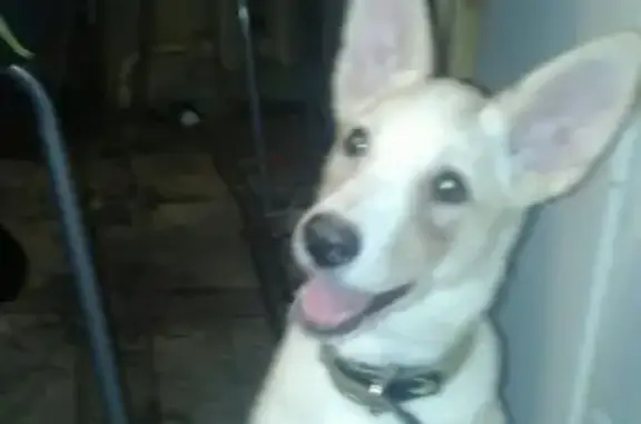 Найден щенок в Муроме