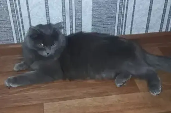 Кошка найдена на Федорова 5 в Сургуте
