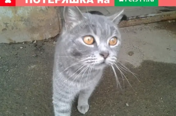 Найдена домашняя кошка в Щекино
