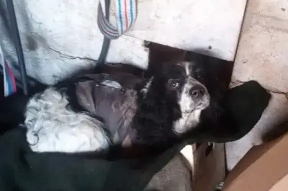 Собака в комбезе найдена в пос. Турбаза Маи, Московская область