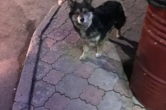 Найдена собака в районе Павловского, Комсомольск-на-Амуре