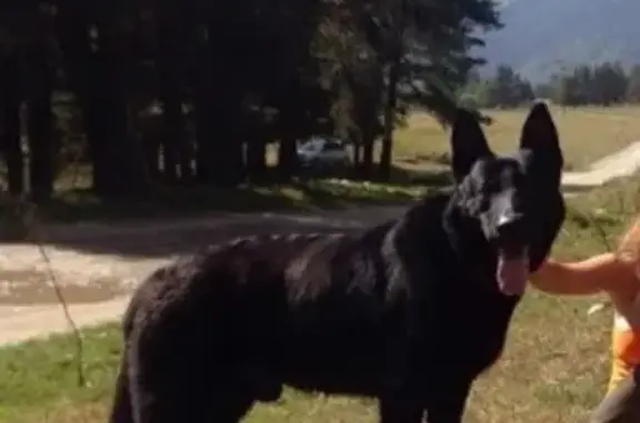 Пропала крупная собака в районе п. Кирпичного завода, Астрахань