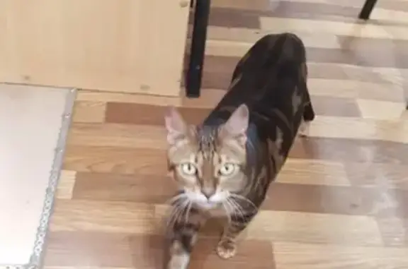 Найдена кошка в СПб, Красносельский район, ищем хозяина!