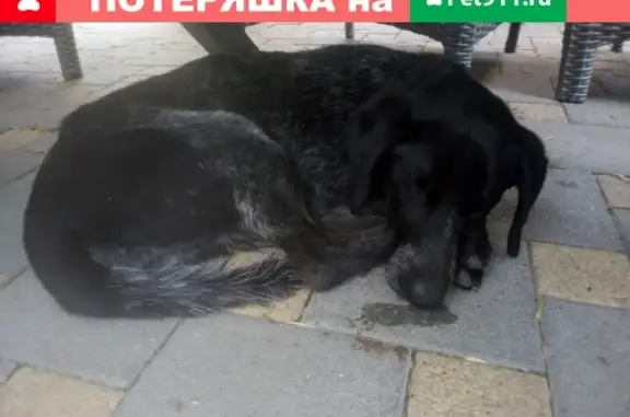 Найден пёс в Краснодаре https://vk.com/id442667304