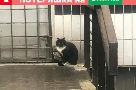Найден черный кот на Хорошевском шоссе!