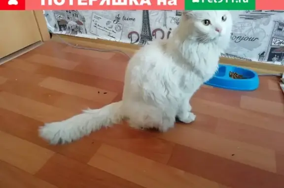Найден белый котик в Смоленске, на передержке.