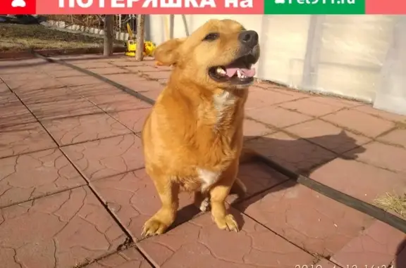 Найден рыжий пёсик в Березовском (44 квартал)